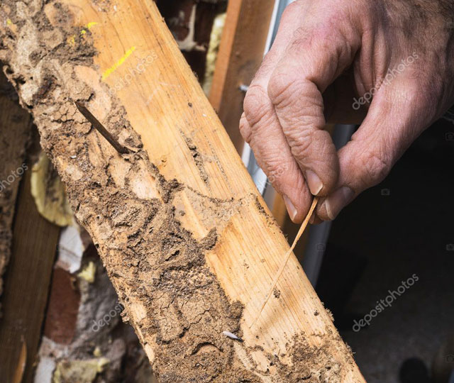 Termite repairs Brisbane